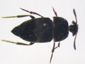Ptomaphagus subvillosus